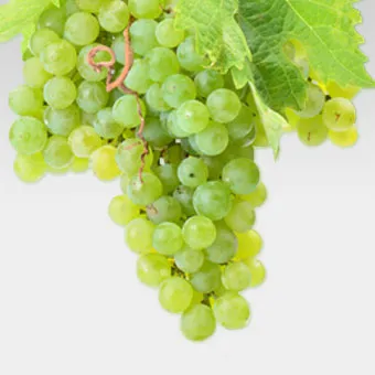 Rebsort Chardonnay aus Südafrika.webp