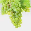 Rebsort Chardonnay aus Südafrika.webp