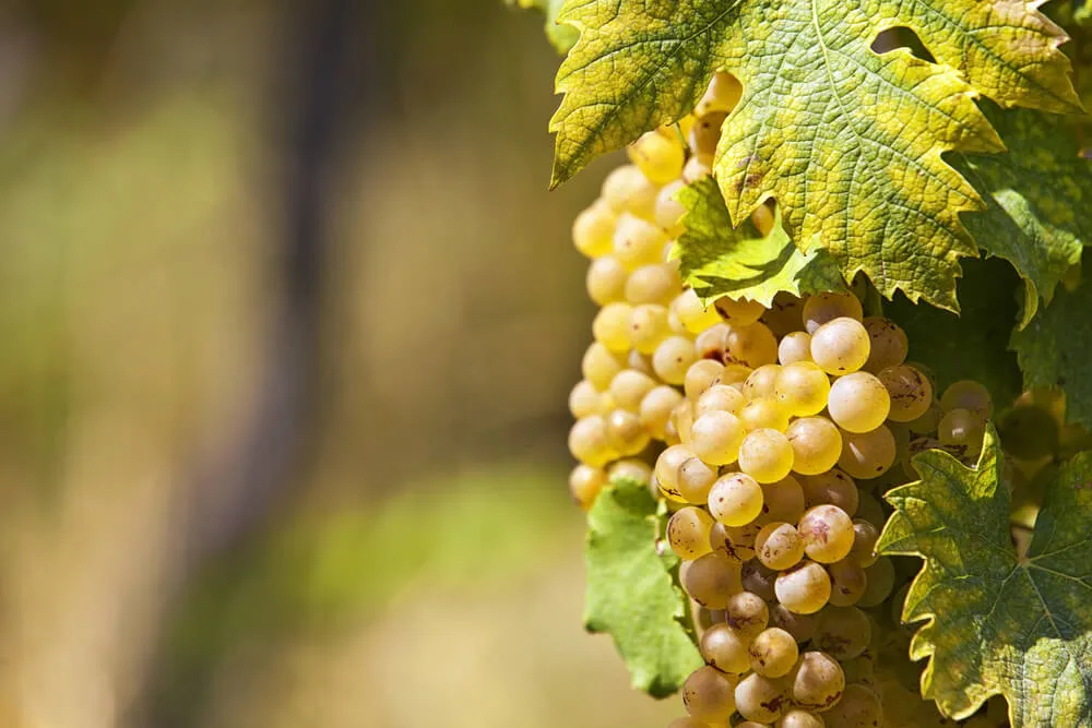 Sauvignnon_Blanc_Frankreich.webp