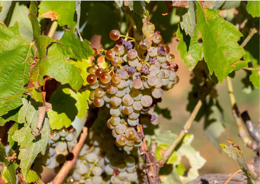 aus Verdejo und Macabeo.webp