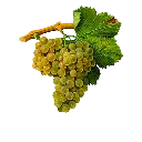 Viura_Rebsorte.webp