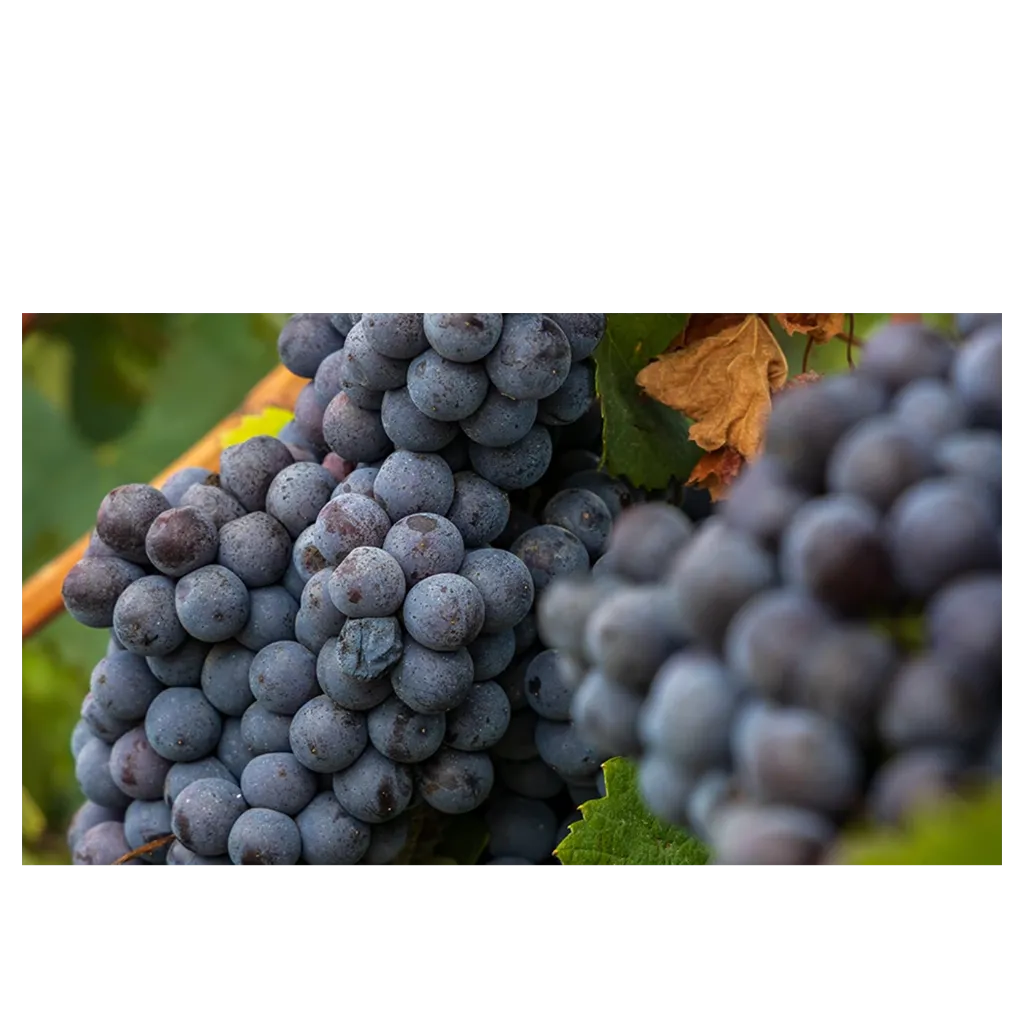 spaetburgunder_Rebsorte.webp