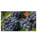 spaetburgunder_Rebsorte.webp